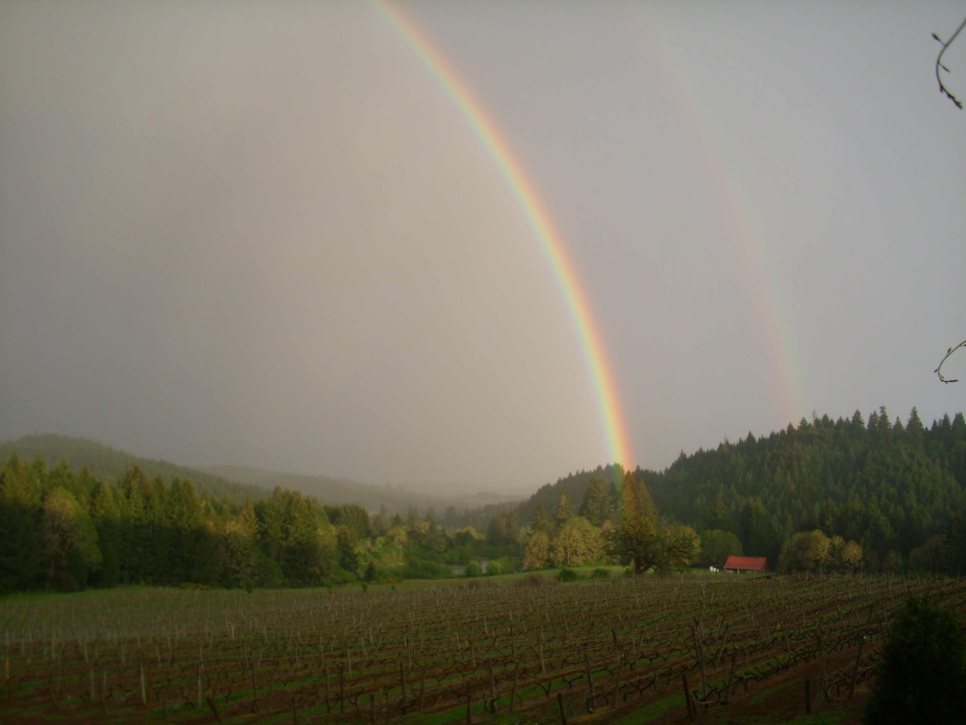 rainbow at vineyard